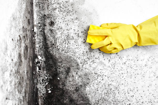 Best Mold Remediation for Healthcare Facilities  in East Grand Forks, MN