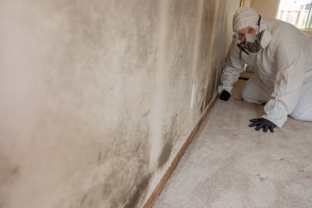Best Mold Documentation for Insurance Claims  in East Grand Forks, MN